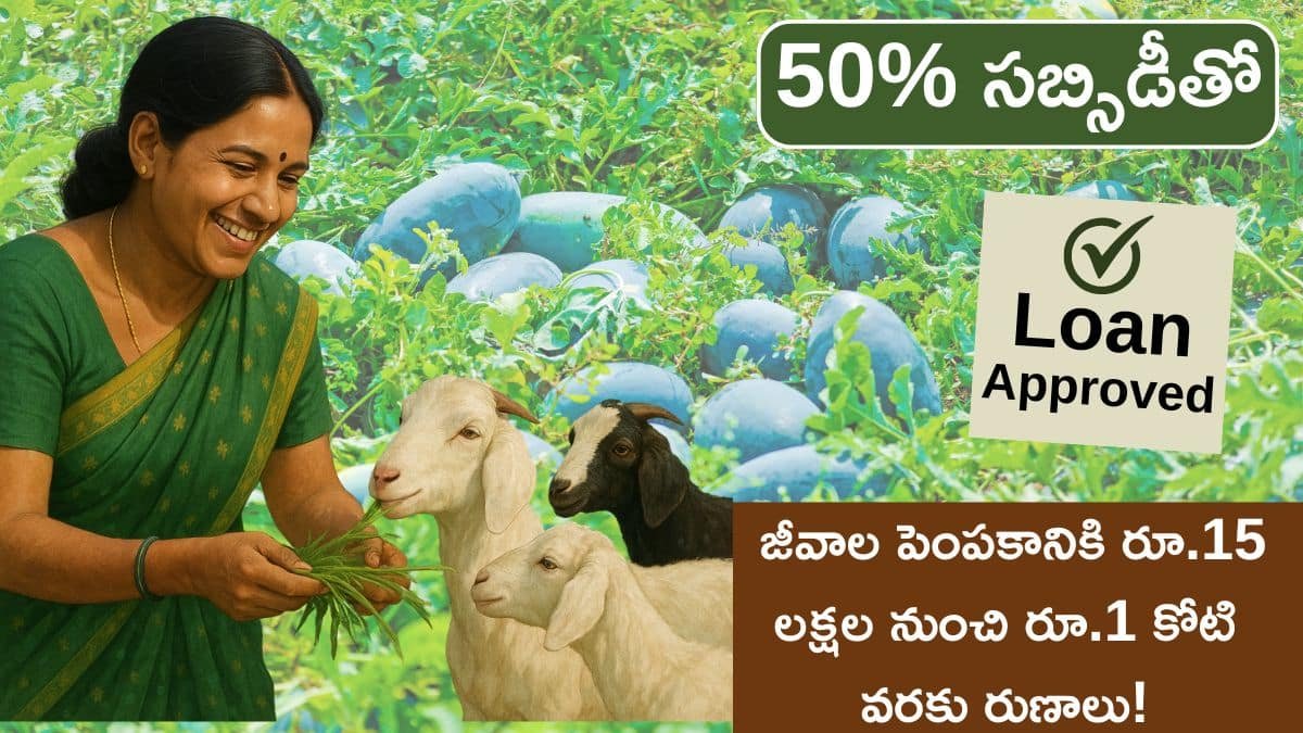 S05 Subsidy Loans For Livestock farming