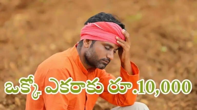 Crop Compensation For farmers 2025