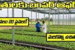 Farmers Kuppam Center of excellence Vegetable Seedlings offer