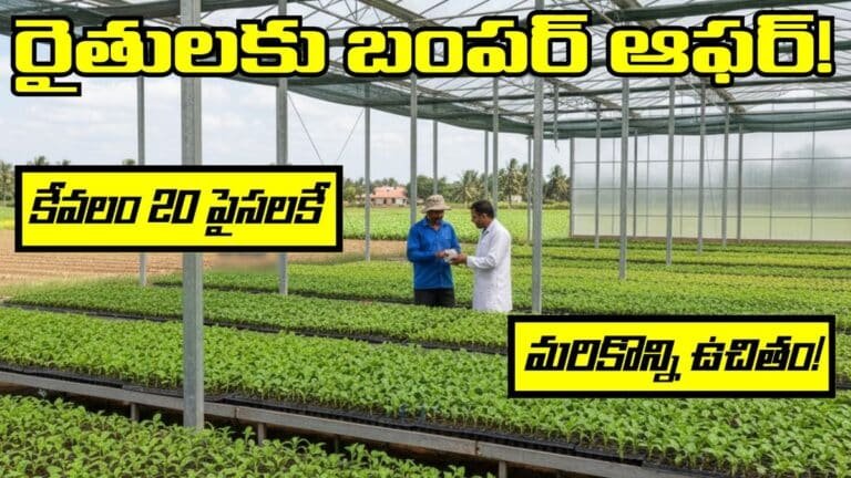 Farmers Kuppam Center of excellence Vegetable Seedlings offer